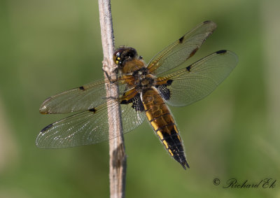 Fyrflckad trollslnda - Four-spotted Chaser (Libellula quadrimaculata) 