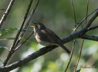 Busksngare - Blyth's Reed Warbler (Acrocephalus dumetorum)