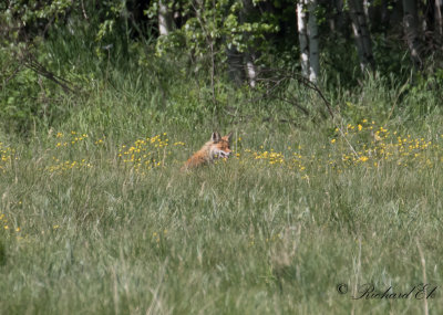 Rdrv - Red Fox (Vulpes vulpes)