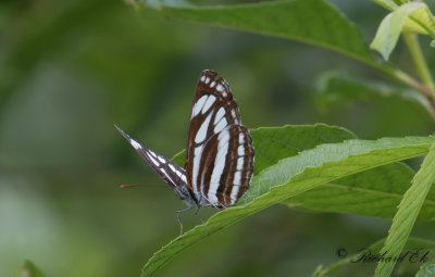 Common Glider (Neptis sappho)