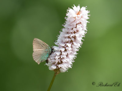 Grnsnabbvinge - Green Hairstreak (Callophrys rubi) 