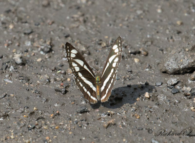 Common Glider (Neptis sappho)