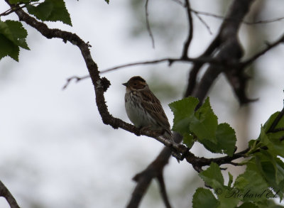 Dvrgsparv - Little Bunting (Emberiza pusilla)