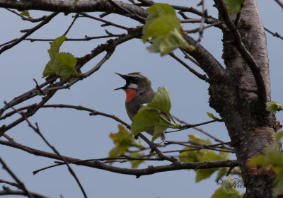 Rubinnktergal - Siberian Rubythroat (Luscinia calliope)