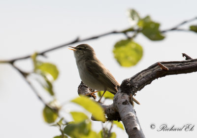 Nordsngare - Arctic Warbler (Phylloscopus borealis)