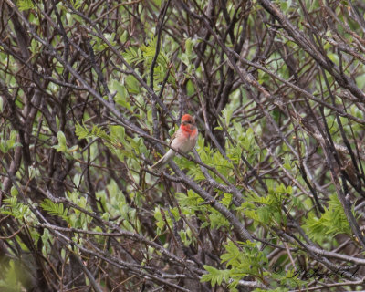 Rosenfink - Common Rosefinch (Carpodacus erythacus kubanensis)