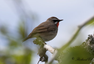 Rubinnktergal - Siberian Rubythroat (Luscinia calliope)