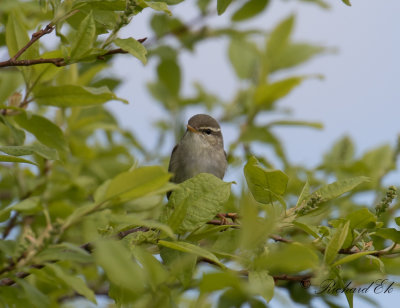 Nordsngare - Arctic Warbler (Phylloscopus borealis)