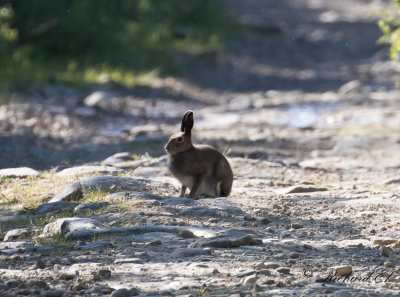 Skogshare - Mountain Hare (Lepus timidus)