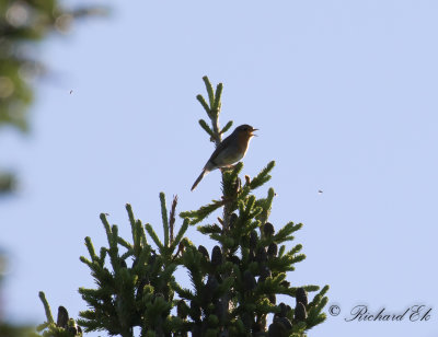 Rdhake - Robin (Erithacus rubecula)