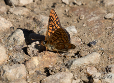 Asian Fritillary (Euphydryas intermedia)