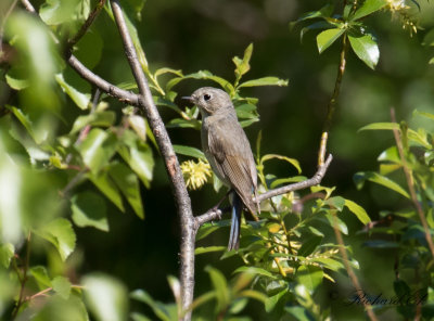 Blstjrt - Red-flanked Bluetail (Tarsiger cyanurus)