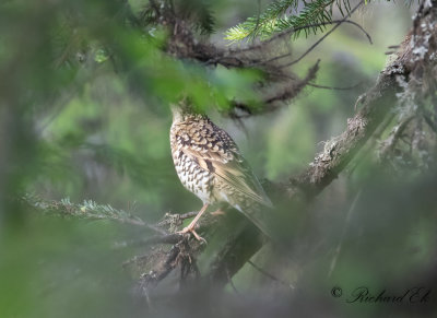 Guldtrast - White's Thrush (Zoothera dauma)