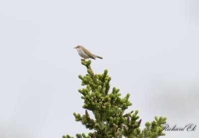 Nordsngare - Arctic Warbler (Phylloscopus borealis)