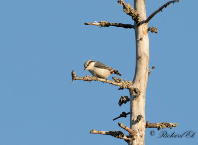 Ntvcka - Eurasian Nuthatch (Sitta europaea asiatica)