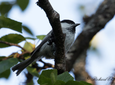 Talltita - Willow Tit (Parus montanus)