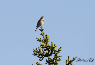 Sibirisk piplrka - Olive-backed Pipit (Anthus hodgsoni)