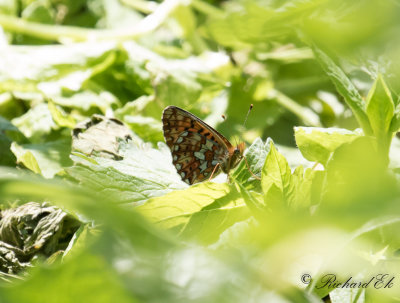 Prydlig prlemorfjril - Pearl-bordered Fritillary (Boloria euphrosyne)