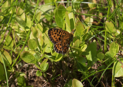 Prydlig prlemorfjril - Pearl-bordered Fritillary (Boloria euphrosyne)