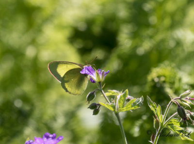 Svavelgul hfjril - Moorland Clouded Yellow (Colias palaeno)