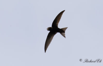 Tornseglare - Common Swift (Apus apus pekinensis)
