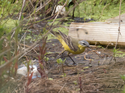 Gulrla - Yellow wagtail (Motacilla flava)