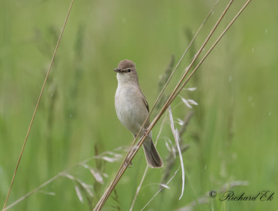 Stppsngare - Booted Warbler (Iduna caligata)