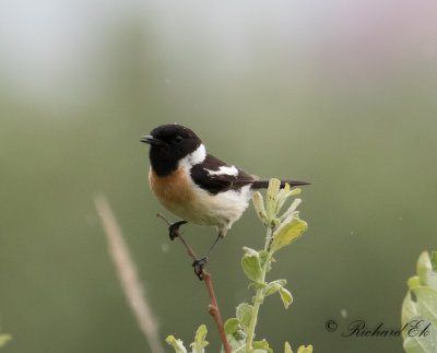 Vitgumpad buskskvtta - Siberian Stonechat (Saxicola maura)