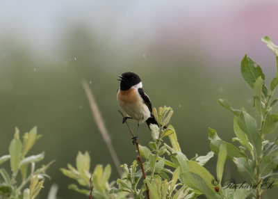 Vitgumpad buskskvtta - Siberian Stonechat (Saxicola maura)