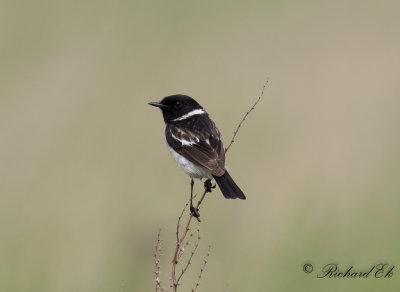 Vitgumpad buskskvtta - Siberian Stonechat (Saxicola maura)