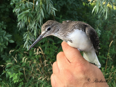Skogssnäppa - Green Sandpiper (Tringa ochropus)