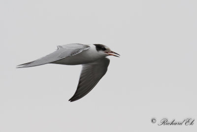 Fisktärna - Common Tern (Sterna hirundo)