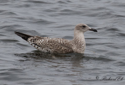 Gråtrut - Herring Gull (Larus argentatus)