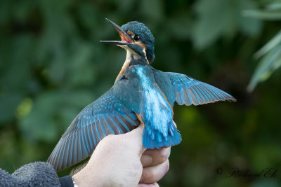 Kungsfiskare - Kingfisher (Alcedo atthis)