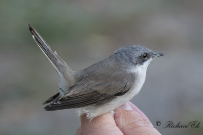 Ärtsångare - Lesser whitethroat (Sylvia curruca)