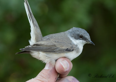 Ärtsångare - Lesser whitethroat (Sylvia curruca)
