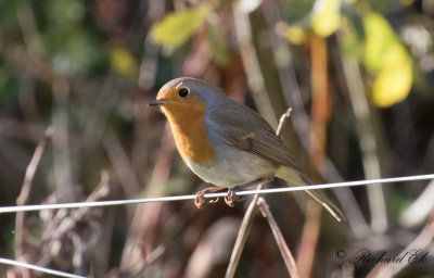Rödhake - Eurasian Robin (Erithacus rubecula)