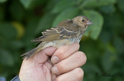Rosenfink - Common Rosefinch (Carpodacus erythrinus)