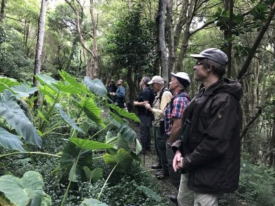 Looking for Canada Warbler