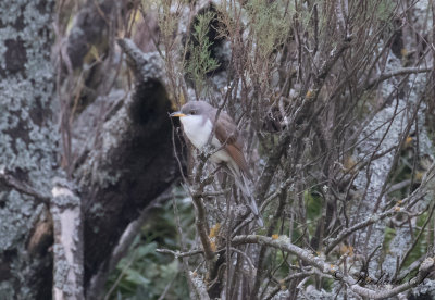 Gulnbbad regngk - Yellow-billed Cuckoo (Coccyzus americanus)