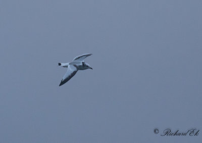 Tretåig mås - Black-legged Kittiwake (Rissa tridactyla)