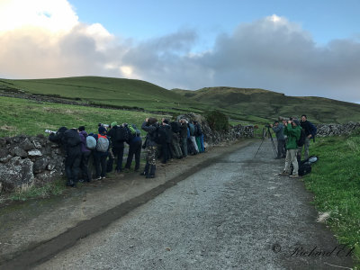 Upland sandpiper - twitchers