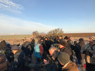 American Tree sparrow - twitchers
