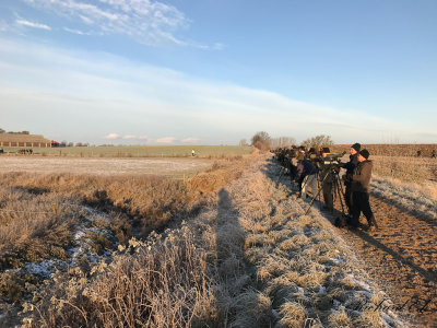 American Tree sparrow - twitchers