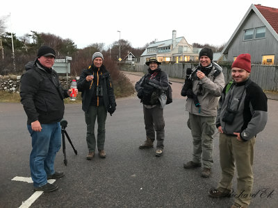 Red-necked stint - twitchers