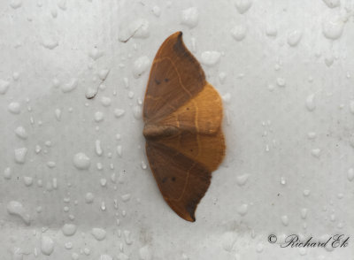 Eksikelvinge - Oak Hook-tip (Watsonalla binaria)