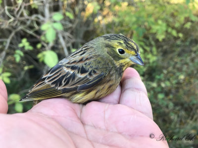 Gulsparv - Yellowhammer (Emberiza citrinella)