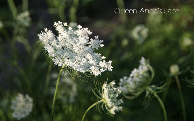 Queen Anne Lace