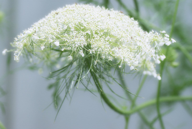 Queen Annes Lace