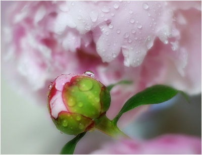 It rained on the peonies today...